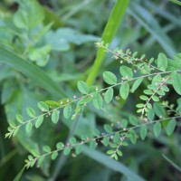 Phyllanthus gardnerianus (Wight) Baill.